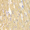 Calpain 1 antibody, 14-117, ProSci, Immunohistochemistry frozen image 
