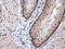 Aryl Hydrocarbon Receptor Nuclear Translocator antibody, GTX128795, GeneTex, Immunohistochemistry paraffin image 