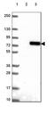 FKBP Prolyl Isomerase 10 antibody, HPA057021, Atlas Antibodies, Western Blot image 