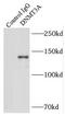 DNA Methyltransferase 3 Alpha antibody, FNab02485, FineTest, Immunoprecipitation image 