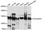 Calcium Voltage-Gated Channel Auxiliary Subunit Alpha2delta 3 antibody, PA5-76542, Invitrogen Antibodies, Western Blot image 