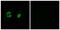 Mitochondrial Ribosomal Protein S22 antibody, PA5-49562, Invitrogen Antibodies, Immunofluorescence image 