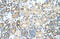 Peptidylprolyl Isomerase E antibody, 29-364, ProSci, Enzyme Linked Immunosorbent Assay image 