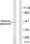 Histone Deacetylase 8 antibody, LS-C199046, Lifespan Biosciences, Western Blot image 