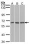 Karyopherin Subunit Alpha 4 antibody, orb73967, Biorbyt, Western Blot image 