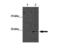 Methyl-CpG Binding Domain Protein 2 antibody, PA1-29386, Invitrogen Antibodies, Western Blot image 