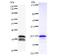 Damage Specific DNA Binding Protein 2 antibody, LS-C342450, Lifespan Biosciences, Western Blot image 