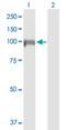 Diaphanous Related Formin 3 antibody, H00081624-D01P, Novus Biologicals, Western Blot image 