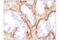 Podoplanin antibody, 26981S, Cell Signaling Technology, Immunohistochemistry paraffin image 