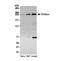 Vir Like M6A Methyltransferase Associated antibody, NBP1-21364, Novus Biologicals, Western Blot image 