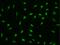 Polyglutamine Binding Protein 1 antibody, GTX02411, GeneTex, Immunofluorescence image 