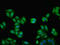 Kininogen 1 antibody, LS-B11411, Lifespan Biosciences, Immunofluorescence image 