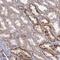 Arginase 2 antibody, NBP1-86189, Novus Biologicals, Immunohistochemistry frozen image 