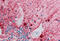 Caspase 5 antibody, MBS240454, MyBioSource, Immunohistochemistry frozen image 