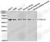 Galectin 3 antibody, A1464, ABclonal Technology, Western Blot image 