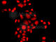 Myeloid Leukemia Factor 1 antibody, A8012, ABclonal Technology, Immunofluorescence image 