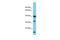 Poly(RC) Binding Protein 1 antibody, PA5-41809, Invitrogen Antibodies, Western Blot image 