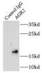Anterior Gradient 2, Protein Disulphide Isomerase Family Member antibody, FNab00219, FineTest, Immunoprecipitation image 