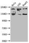 O-GlcNAcase antibody, CSB-RA833565A0HU, Cusabio, Western Blot image 