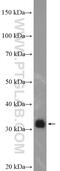 Endoplasmic Reticulum-Golgi Intermediate Compartment 1 antibody, 16108-1-AP, Proteintech Group, Western Blot image 