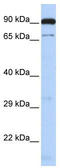 CCCTC-Binding Factor Like antibody, TA341445, Origene, Western Blot image 