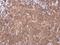 Serpin Family A Member 5 antibody, PA5-78101, Invitrogen Antibodies, Immunohistochemistry frozen image 