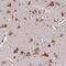 Leucine Rich Repeat Containing 74B antibody, HPA049947, Atlas Antibodies, Immunohistochemistry frozen image 