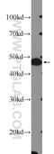 Forkhead Box L2 antibody, 19672-1-AP, Proteintech Group, Western Blot image 