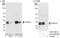 Cpsf30 antibody, A301-585A, Bethyl Labs, Western Blot image 