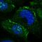 MAK16 Homolog antibody, HPA050574, Atlas Antibodies, Immunofluorescence image 