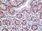 Lysine Demethylase 1A antibody, PA5-20227, Invitrogen Antibodies, Immunohistochemistry frozen image 