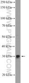 Smag-82 antibody, 18171-1-AP, Proteintech Group, Western Blot image 