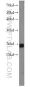 RNA Binding Motif Protein 3 antibody, 14363-1-AP, Proteintech Group, Western Blot image 