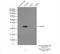 TNFRSF1A Associated Via Death Domain antibody, 15468-1-AP, Proteintech Group, Immunoprecipitation image 