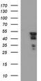 Ring Finger Protein 39 antibody, LS-C338006, Lifespan Biosciences, Western Blot image 