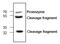 Matrix Metallopeptidase 13 antibody, AP00230PU-N, Origene, Western Blot image 