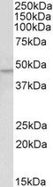 Krueppel-like factor 15 antibody, EB05463, Everest Biotech, Western Blot image 