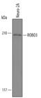 Roundabout Guidance Receptor 3 antibody, AF3155, R&D Systems, Western Blot image 