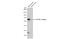 5-Hydroxytryptamine Receptor 1A antibody, GTX104703, GeneTex, Western Blot image 