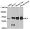 Albumin antibody, LS-C330935, Lifespan Biosciences, Western Blot image 