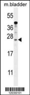 SHSL1 antibody, 55-172, ProSci, Western Blot image 