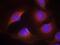 Cyclin Dependent Kinase 6 antibody, GTX50352, GeneTex, Immunofluorescence image 