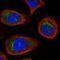 VDP p115 antibody, NBP2-55590, Novus Biologicals, Immunocytochemistry image 
