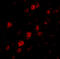 DNA-directed RNA polymerase III subunit RPC6 antibody, 4727, ProSci, Immunofluorescence image 