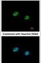Interferon Regulatory Factor 5 antibody, PA5-28136, Invitrogen Antibodies, Immunofluorescence image 