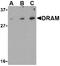 DNA Damage Regulated Autophagy Modulator 1 antibody, LS-B2726, Lifespan Biosciences, Western Blot image 