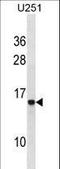 Heparanase antibody, LS-C157818, Lifespan Biosciences, Western Blot image 