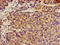 Anoctamin 1 antibody, LS-C675069, Lifespan Biosciences, Immunohistochemistry paraffin image 