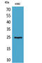 CD7 Molecule antibody, STJ96607, St John