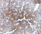 AP2M1 antibody, A06179-1, Boster Biological Technology, Immunohistochemistry frozen image 